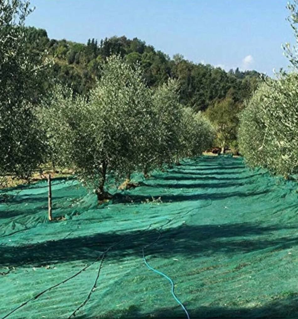 Reti per Raccolta Olive